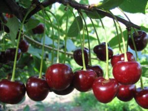 Description of frost-resistant, productive and low-growing self-fertile varieties of cherries