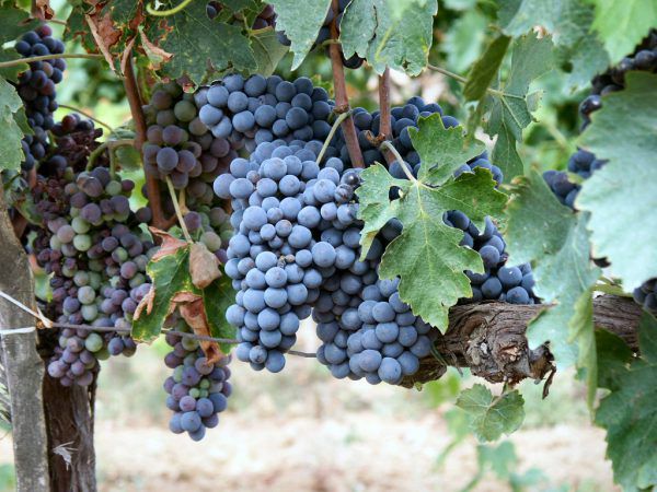 Garnacha de uva azul