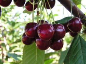 Description and characteristics of cherry varieties Pamyat Yenikeeva, yield and cultivation