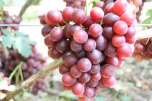Vynuogių veislės „Irina“ dovanojimo istorija, aprašymas ir ypatybės, auginimo ir priežiūros ypatybės