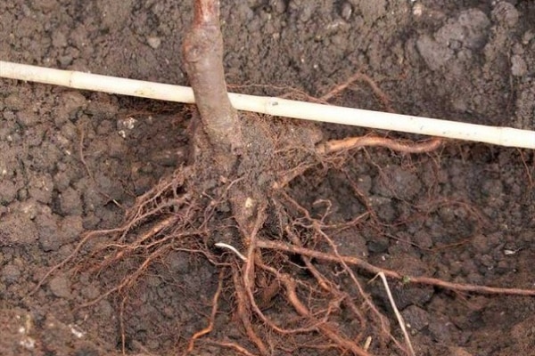 plantarea unui pom