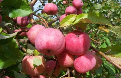 spartakus jabłoni