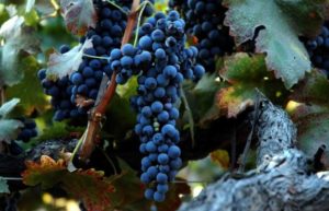 Descripción y características de la variedad de uva Syrah, donde crece y se cultiva