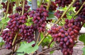 Az Arochny szőlő leírása és jellemzői, a fajta története és a tenyésztési szabályok