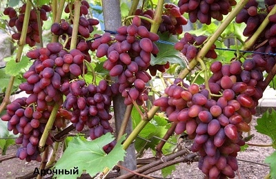 buede druer