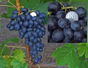 „Attica“ vynuogių veislės aprašymas ir savybės bei razinų auginimo taisyklės
