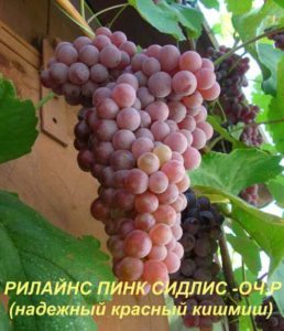 Beschrijving en kenmerken van de Rylines Pink Sidlis-druivensoort, geschiedenis en teeltregels