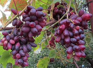 Beschrijving en kenmerken, voor- en nadelen van Zest-druivensoorten en teeltregels