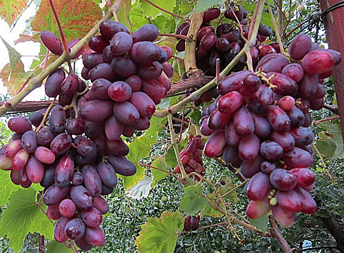 ralladura de uva