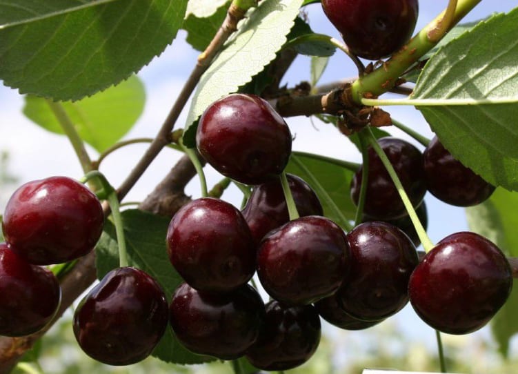 khutoryanka cherry