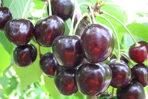 khutoryanka cherry