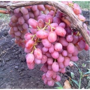 Description and characteristics of the Vodogray grape variety, pros and cons, cultivation