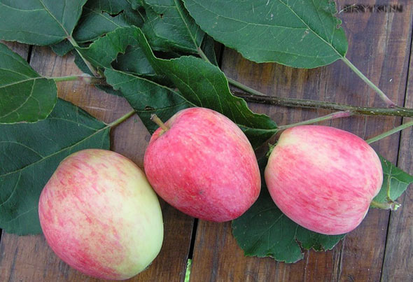 стабло јабуке лето пругасто