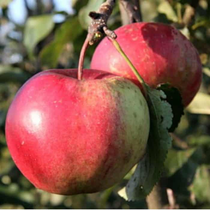 obelų gena