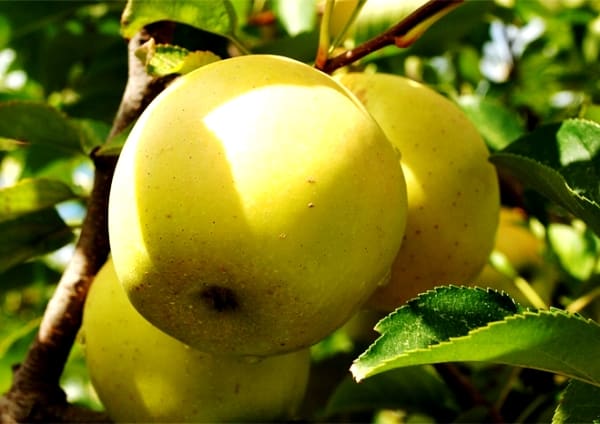 manzanas doradas