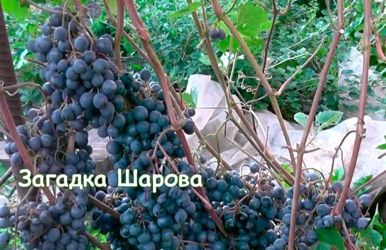 grapes riddle of Sharov