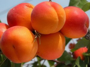 Beschreibung und Merkmale der bevorzugten Aprikosensorte, Geschichte und Merkmale des Anbaus