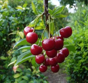 Description of cherries of the Pamyat Vavilov variety and the history of selection, planting and care