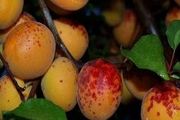 fruits tachés