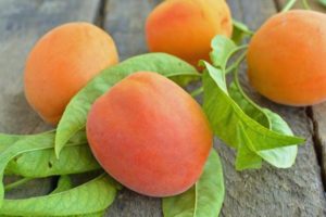 Beschrijving van de abrikozenvariëteit Rode wangen en ziekten, planten en verzorgen, winterhardheid