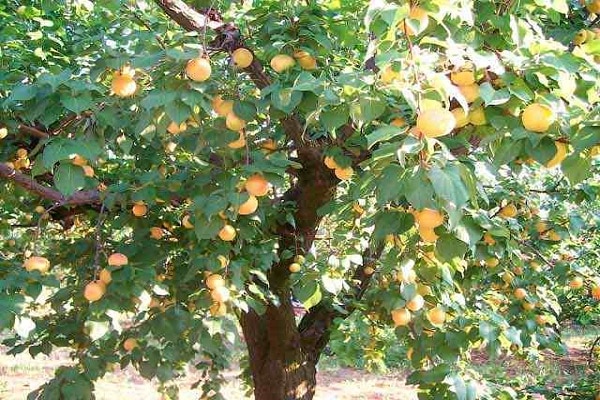 træ med frugter