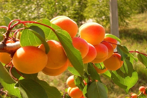 abrikozenvariëteit