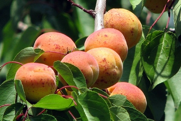 Beschrijving van de abrikozenvariëteit Rode wangen en ziekten, planten en verzorgen, winterhardheid