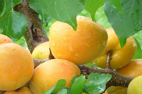 apricot shalah