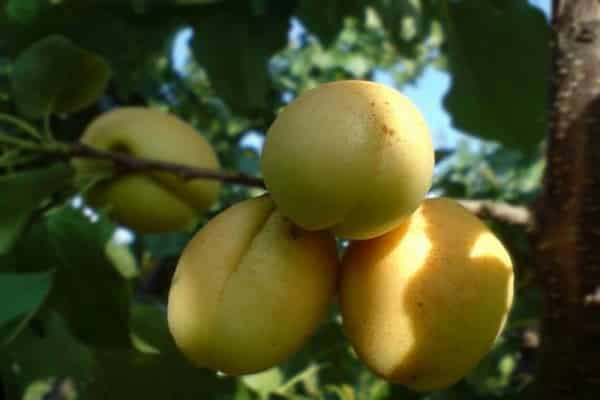 pitted apricot