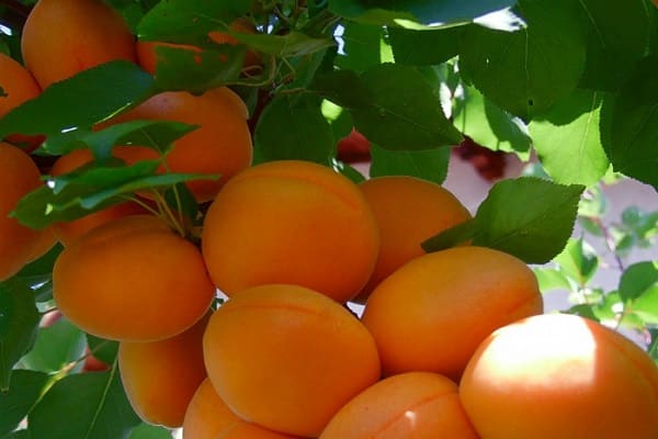 Oranje fruit