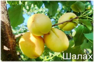 Aprikožu šķirnes Shalakh Pineapple un Tsurupinsky apraksts un īpašības, raža un audzēšana