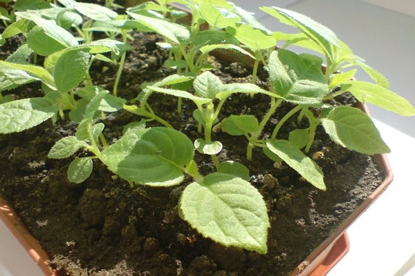 Description des variétés d'actinidia kolomikta, règles de plantation, d'entretien, de taille et de reproduction