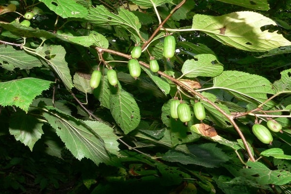 owocujące kiwi