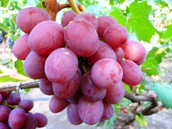 uvas arqueadas