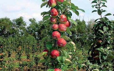 zuilvormige appelboom
