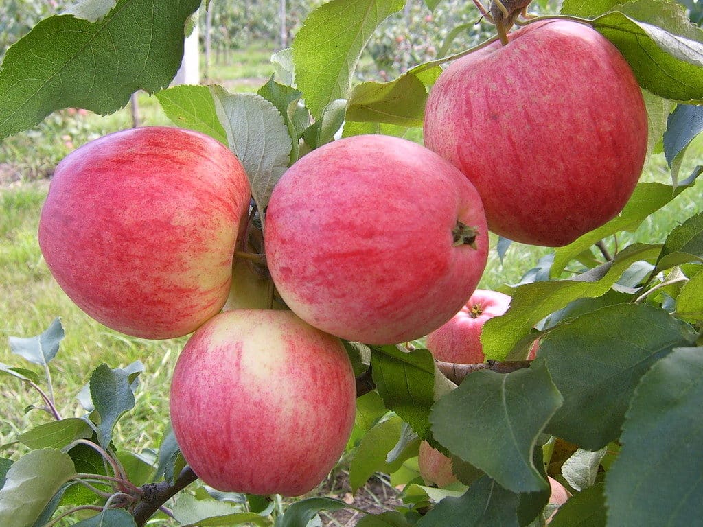 elma ağacı spartacus