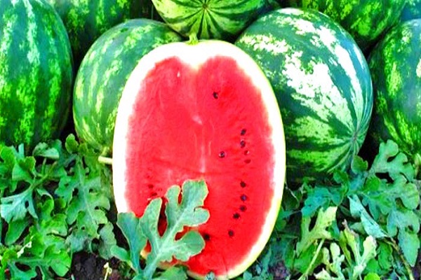 rastúci vodný melón