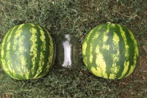 Beschreibung und Technologie des Anbaus von Wassermelonen Top Gun, Eigenschaften der F1-Arten und Ertrag