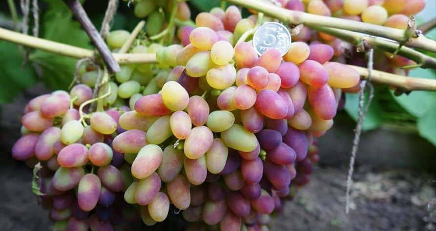 arched grapes