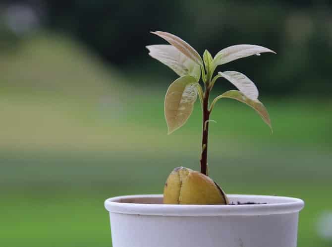 voksende avokado