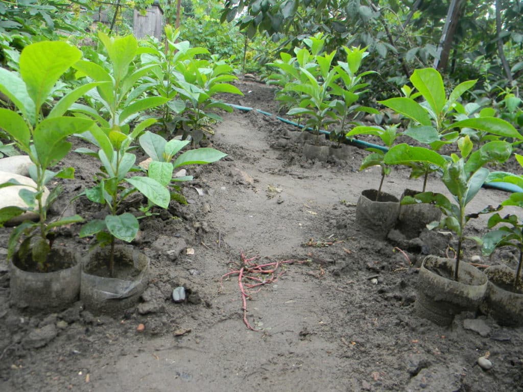 persimmon seedlings