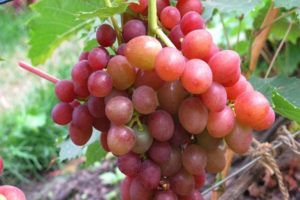 Beskrivelse og karakteristika, fordele og ulemper ved strålende druer, dyrkning