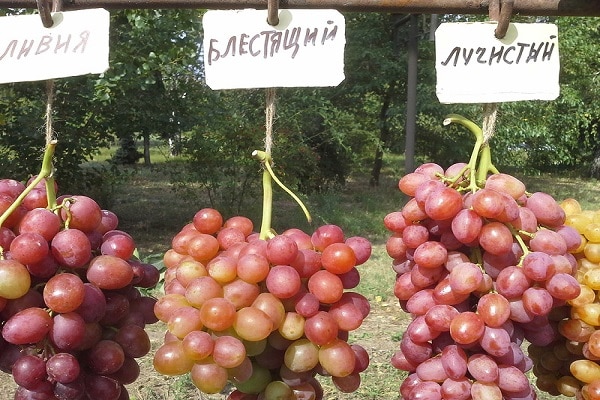 variedades de uva