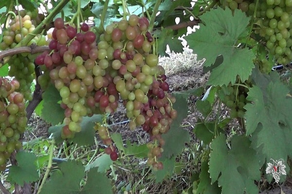 Briliantinių vynuogių aprašymas ir savybės, pranašumai ir trūkumai, auginimas