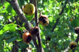 What to do with gum disease and other diseases in apricot, treatment with chemicals and folk remedies