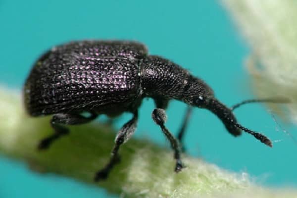 escarabat negre