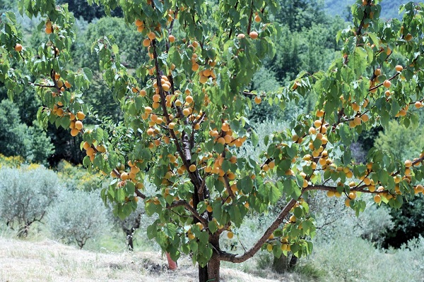 puu kantaa hedelmää