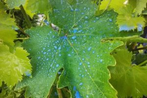 Czas przetwarzania i zasady hodowli mieszanki Bordeaux dla winogron, czas oczekiwania na wynik