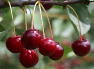Description of the Sania cherry variety and characteristics of the tree and fruits, cultivation and care