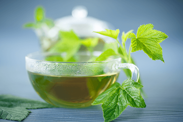 té de hojas de grosella